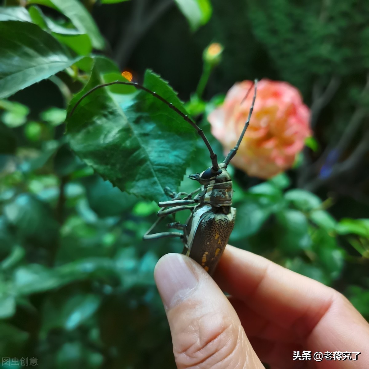 童年里的玩虫记忆2：看过天牛“钓鱼”比赛吗？