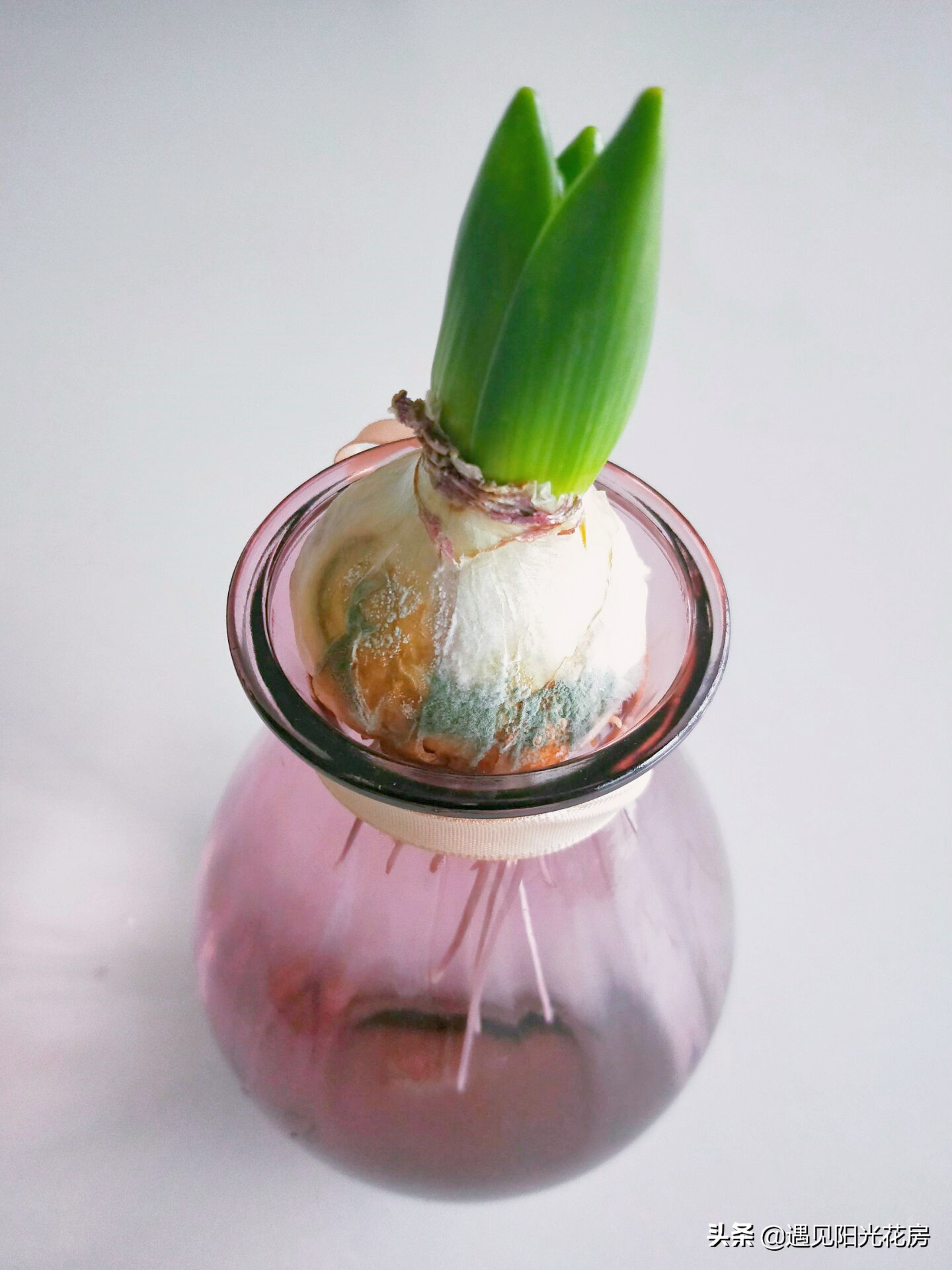 水培风信子种球发霉了怎么办,水培风信子种球开过花后怎么处理