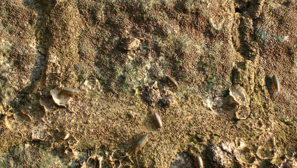 蟑螂能吃的昆虫是什么,巨大海蟑螂可以吃吗