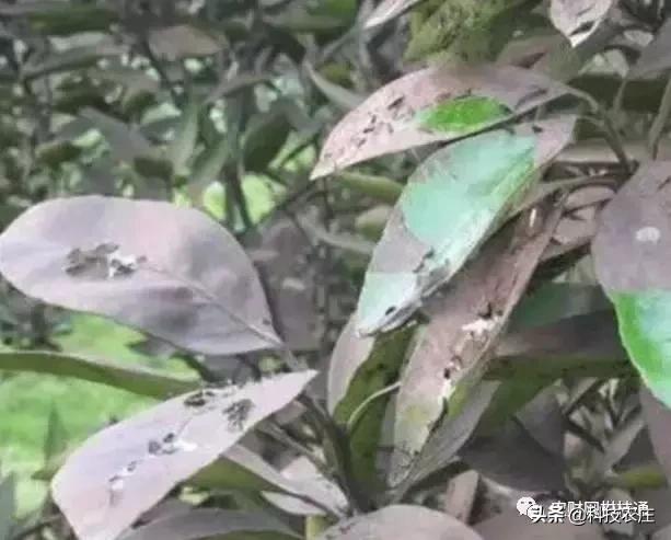 8月份果树植保管理技术要点,8月不努力9月徒伤悲