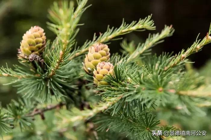 诗词人生的经典句子,若把岁月开成花人生何处不芬芳