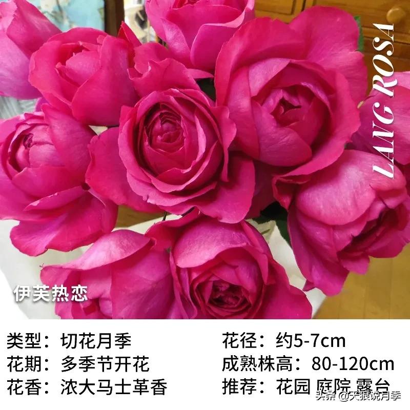 月季控对美的极致追求，尽在伊芙系列