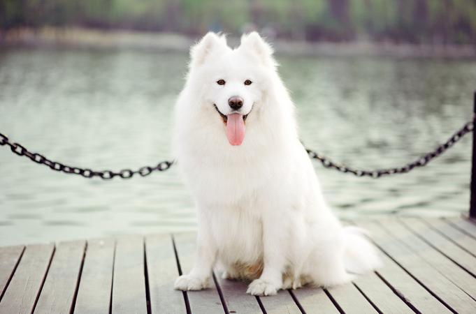 萨摩耶不同阶段要吃什么,养萨摩耶需要知道的