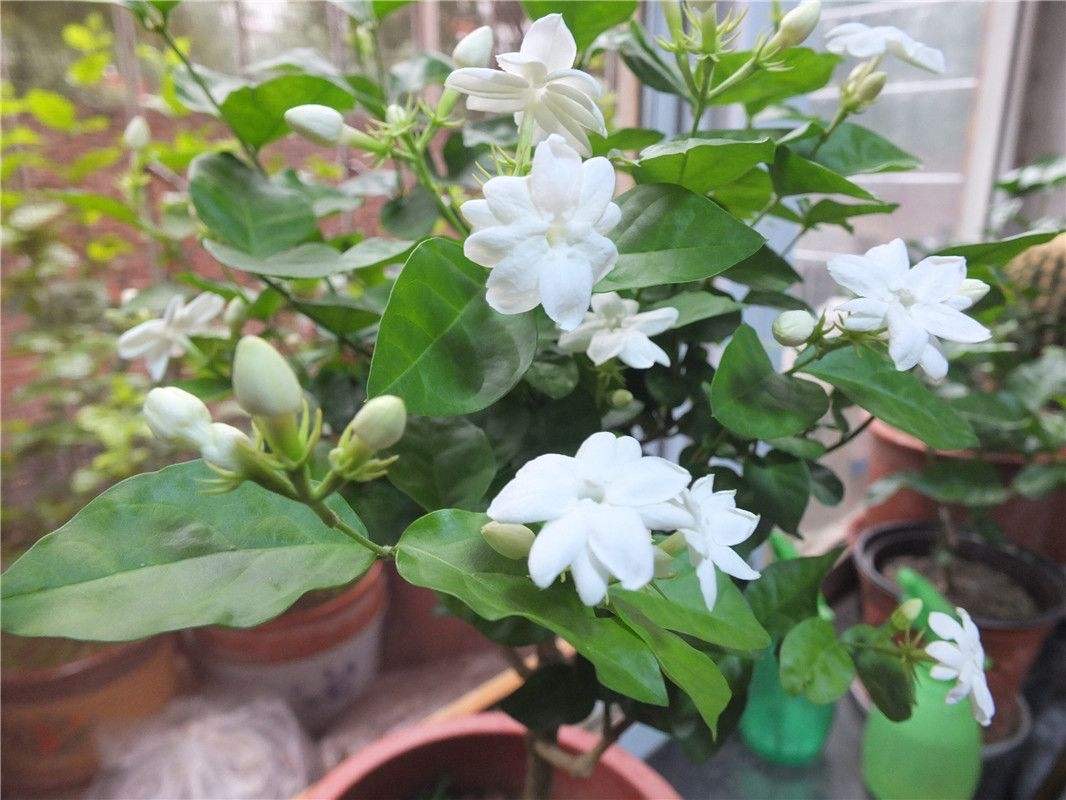 室内最好养的开花带香味的植物,适合室内养的开花非常香的植物