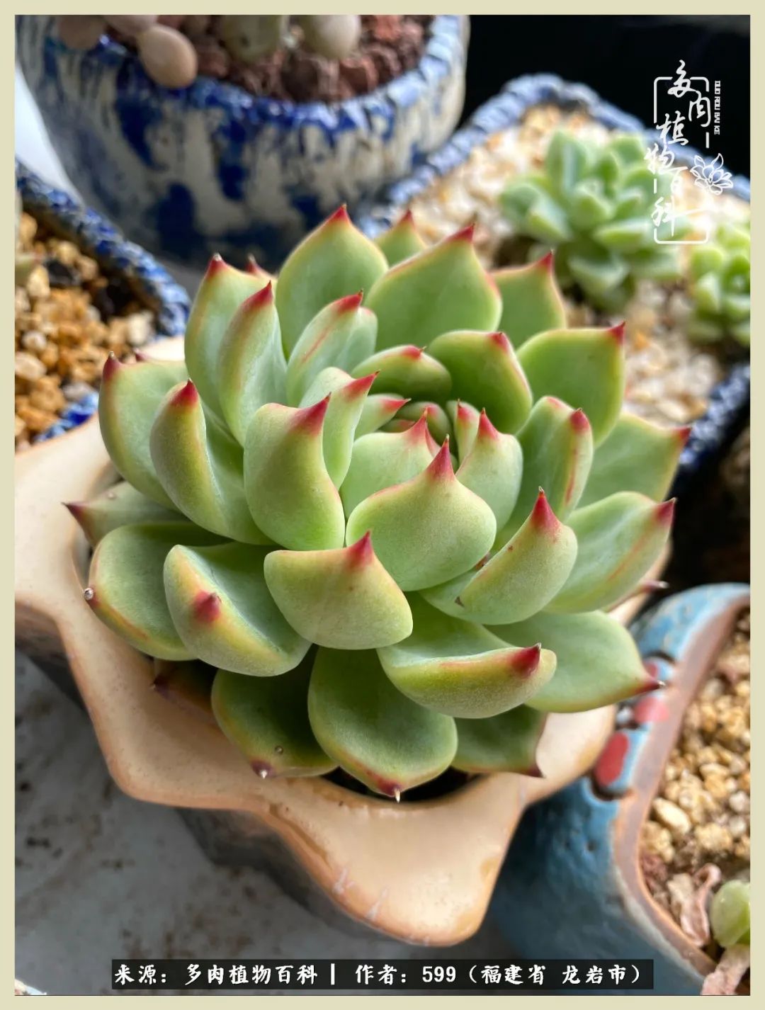 生活需要努力也需要花草,所有的热爱都需要不遗余力图片