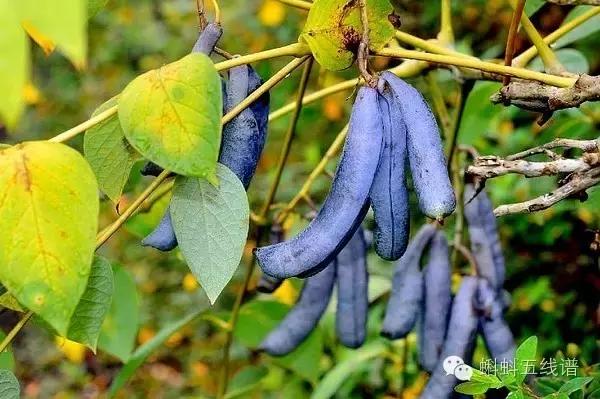 世界10大坑人黑暗水果，最后一种你可能还吃过…