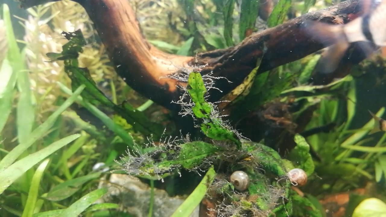 戊二醛鱼缸除藻可以每天加吗,怎样用戊二醛去除鱼缸中的绿藻