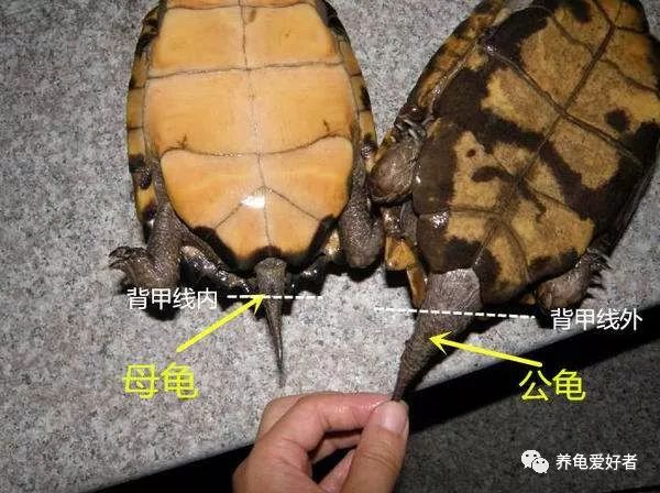 养龟常见问题及解决办法,养龟之前先要看看的干货知识