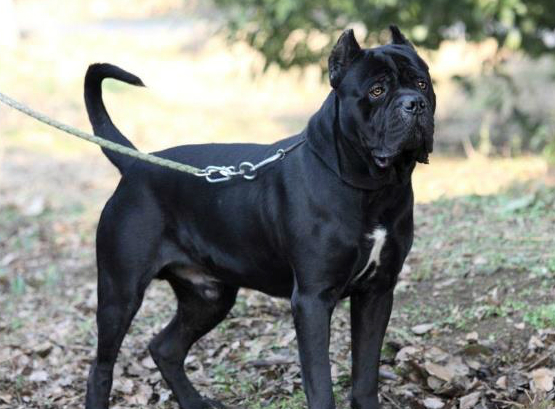 意大利护卫犬卡斯罗犬完美展示,最优秀的护卫犬卡斯罗