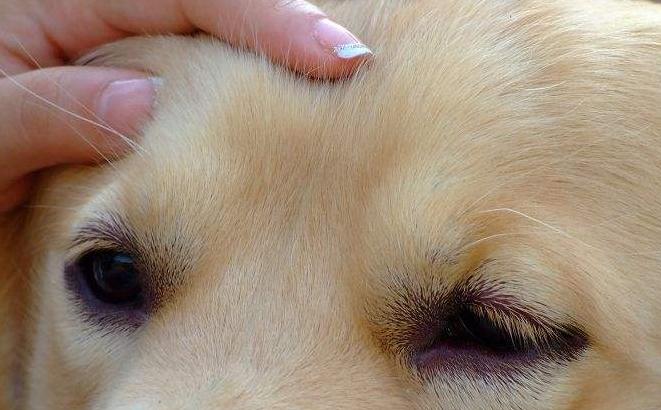 金毛幼犬眼睛总是有眼屎是怎么了,金毛眼屎多还吐了怎么回事