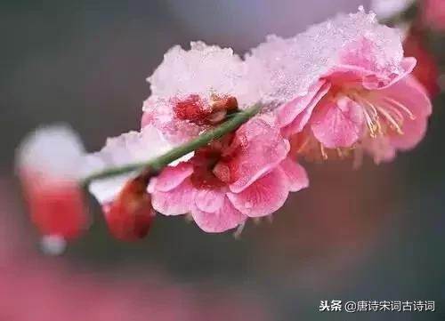 一场大雪洋洋洒洒而来,带雪的唯美唐诗宋词