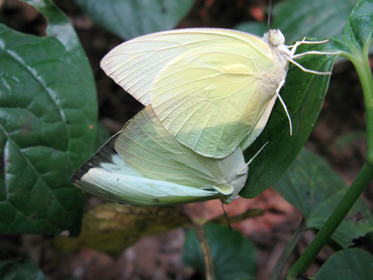 世界上的各种蝴蝶,为什么世界上有五彩斑斓的蝴蝶