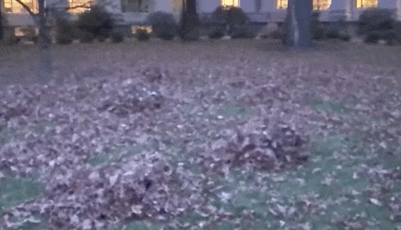 一群机器狗表演,一群机器狗视频