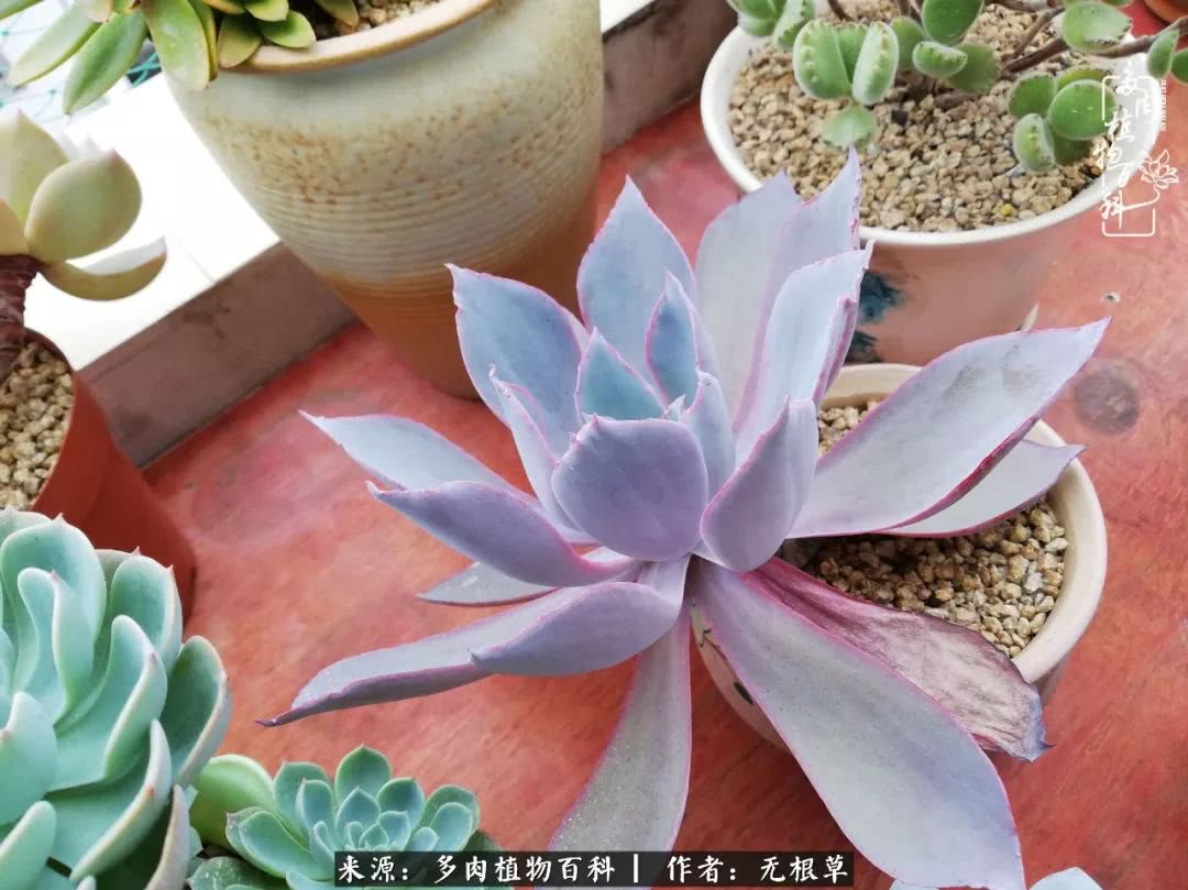 多肉寒冬中茁壮成长,多肉岁月的沉淀