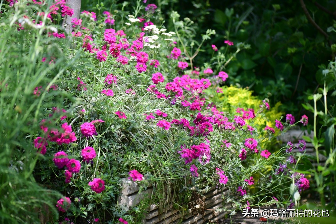 徒长花草怎样处理,徒长的树木怎么处理