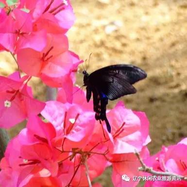 旅顺杏花村风景,旅顺杏花微雨醉春风
