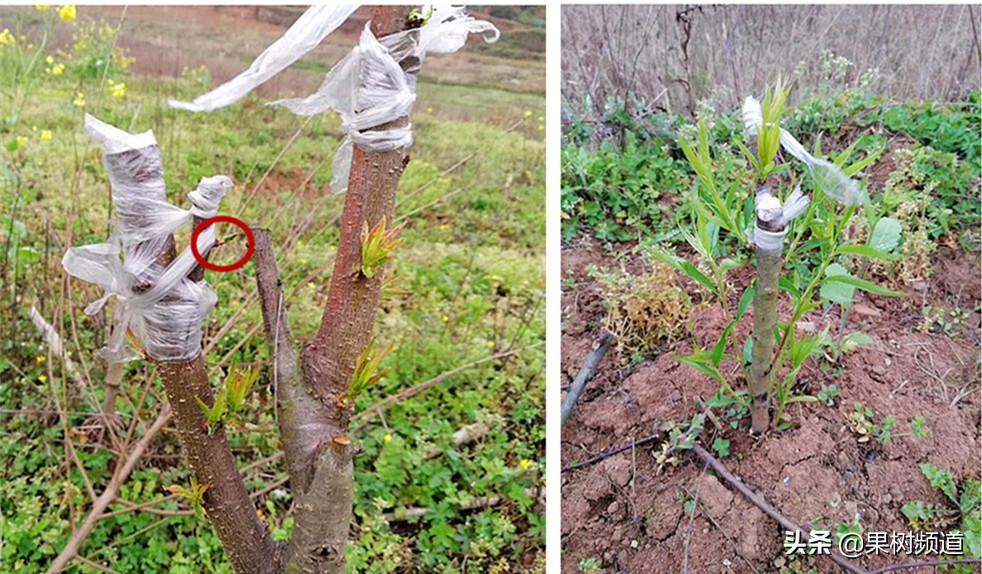 李子嫁接成活要不要修枝,村民种植果树亏本