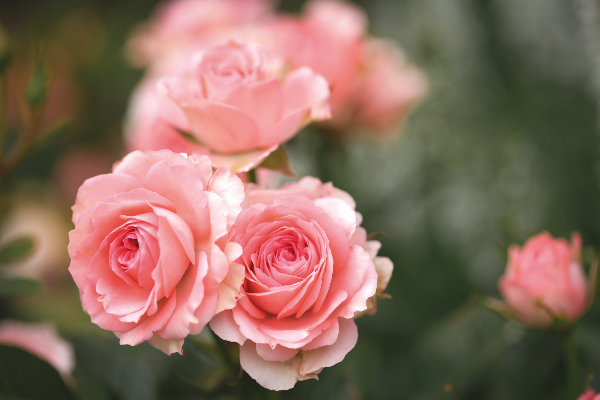 十二星座爱你到骨子里的表现狮子,什么行为会让对象失去耐心