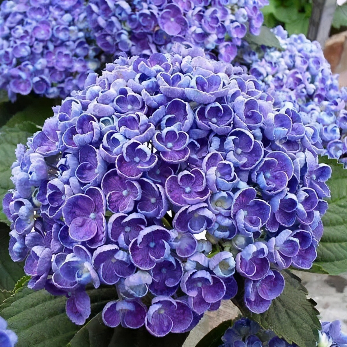 一加仑绣球长几年能长大,绣球扦插苗如何让其快速长大