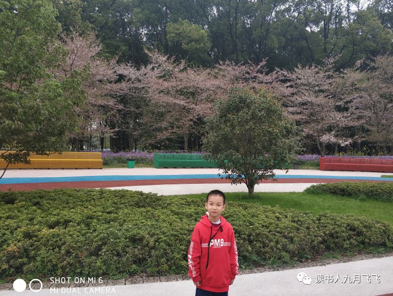 小飞象和猫头鹰影评,电影小飞象观后感影评