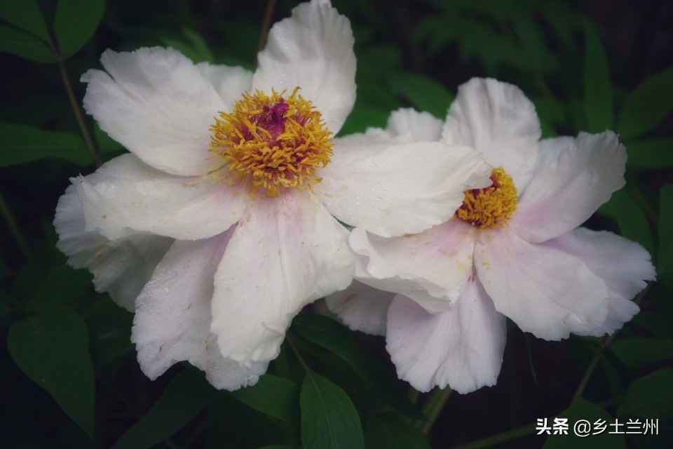 芍药花开的季节等你欣赏,芍药花开如诗如画