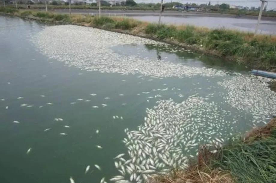 高温死鱼的预防措施,高温死鱼怎么防治