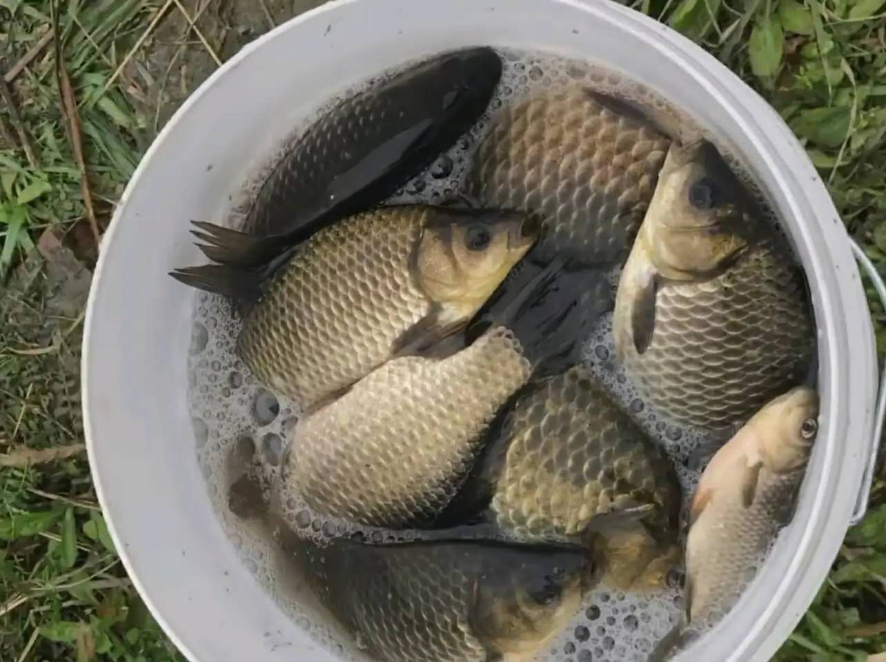 新手小白钓鱼适合什么样的鱼竿,新手买19调还是28调鱼竿好