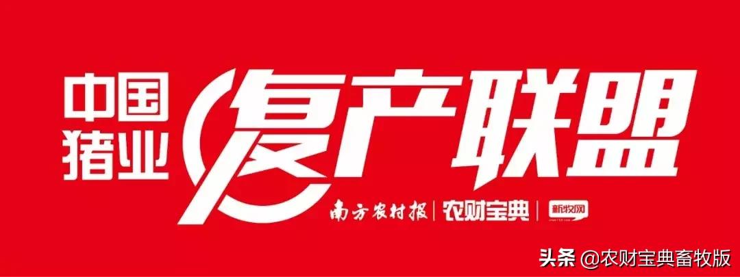 猪价最新母猪行情今日,猪价上涨现在能上后备小母猪了吗