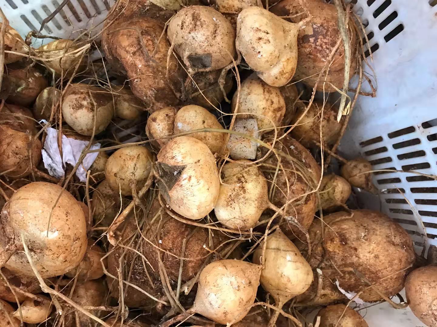 大凉山年货,年货节上大凉山反季地瓜走俏