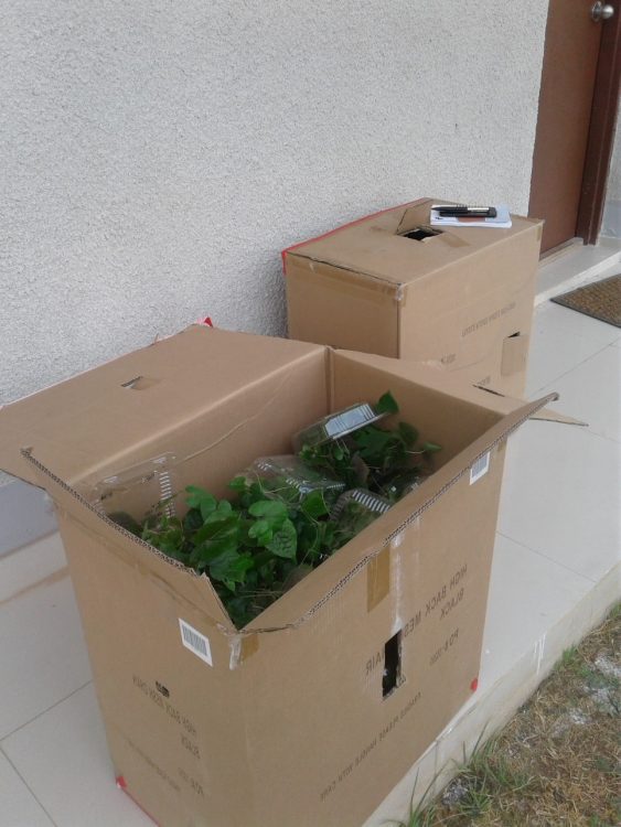 山药种苗繁殖技术,山药育苗留种技术