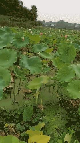 拿到驾照搞笑段子,成绩优异搞笑段子