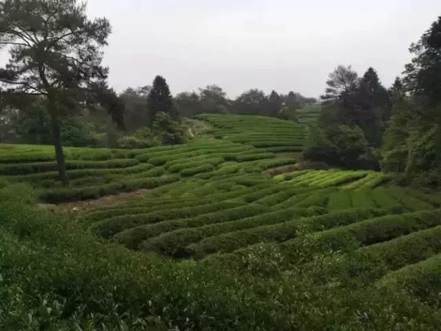 武夷岩茶大红袍讲解词,武夷岩茶大红袍基础知识