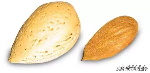 新疆巴旦木历史,巴旦木的前世今生