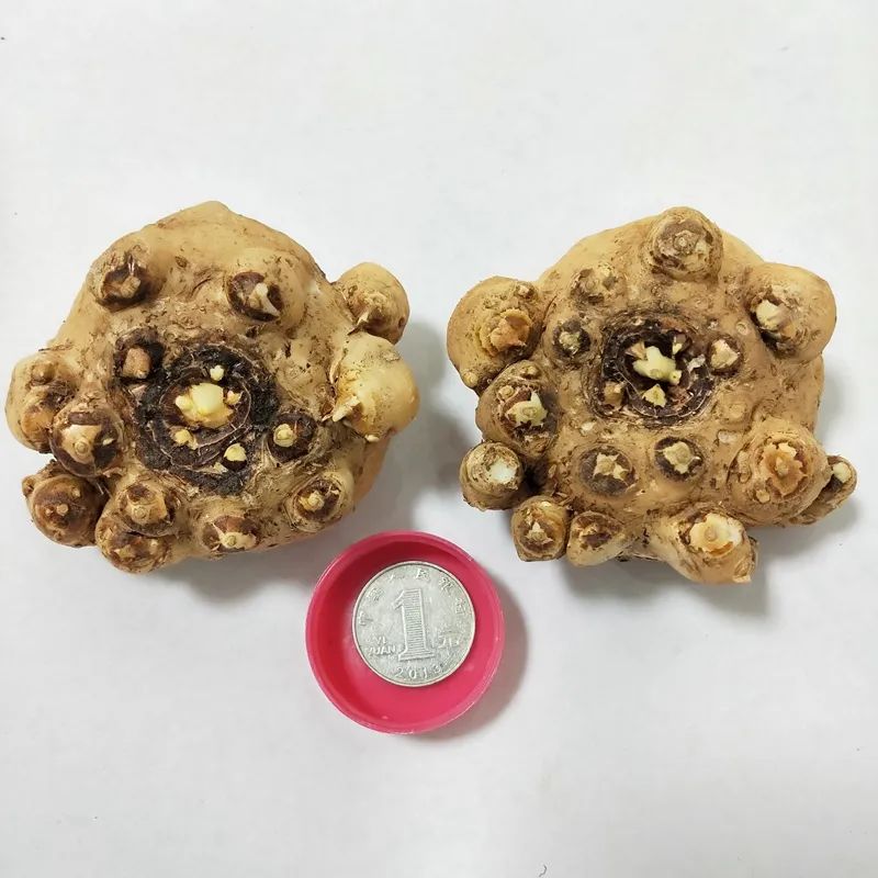 马蹄莲开花的方式,马蹄莲开花后的养殖方法