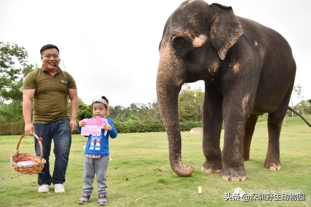 野象谷和大象互动视频,野象谷跟大象互动