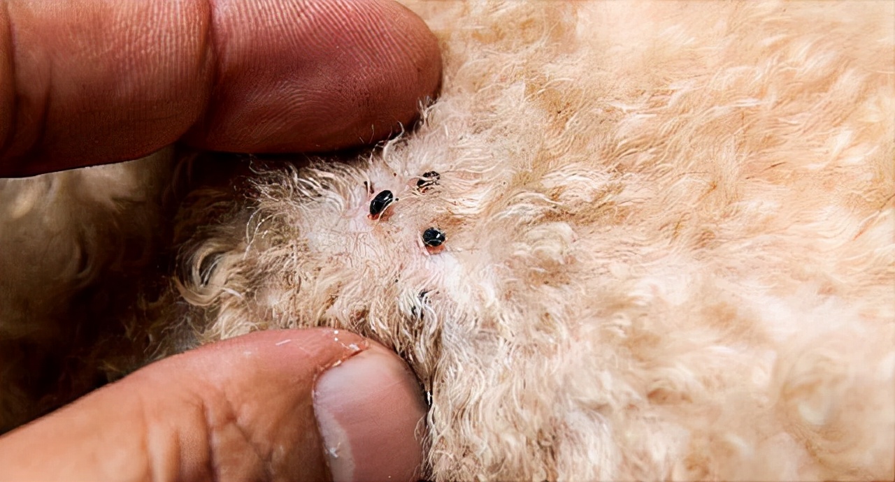 泰迪犬身上长皮屑是什么原因,泰迪狗身上一般会长哪些虫子