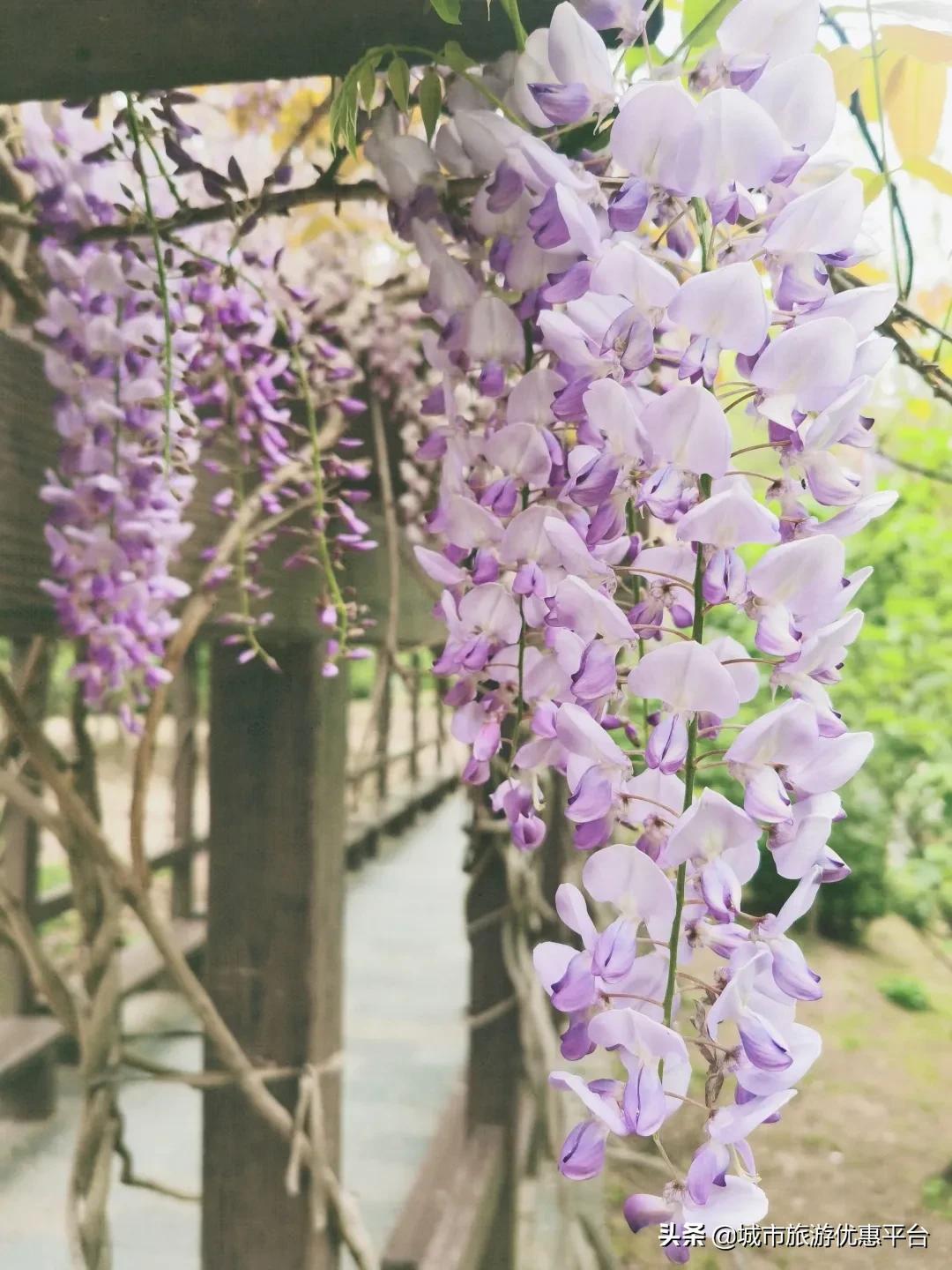 紫藤挂云木花蔓宜阳春下一句,紫藤挂云木花蔓宜阳春整首诗