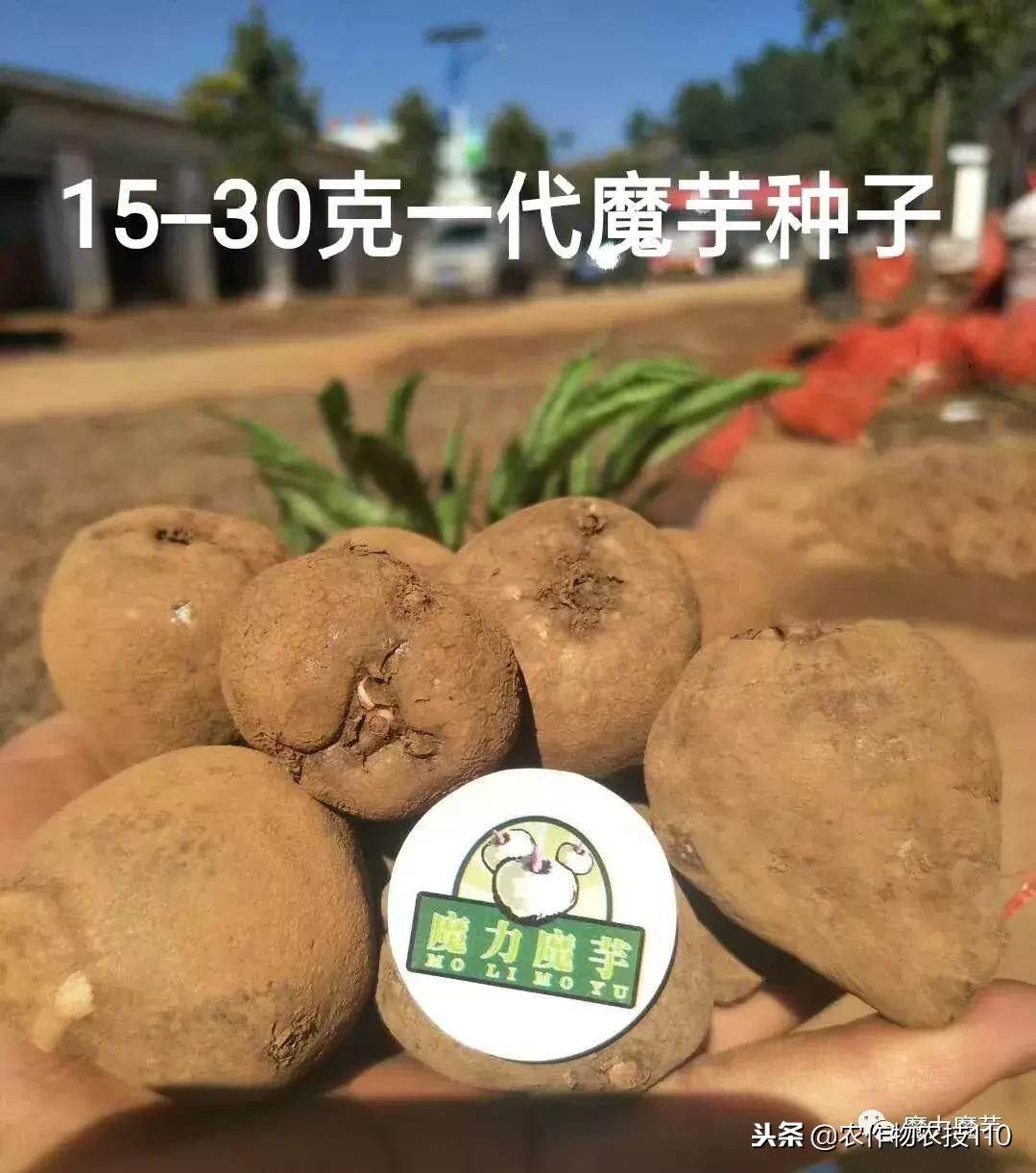 四川魔芋种植基地新技术,魔芋种植用什么肥料最好
