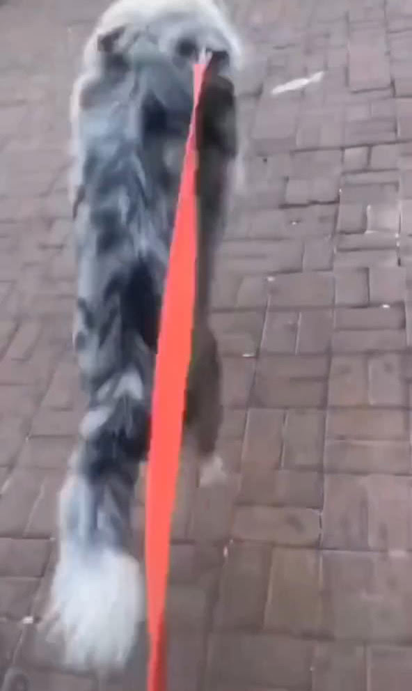 边牧出来遛太兴奋,边牧出去玩的视频