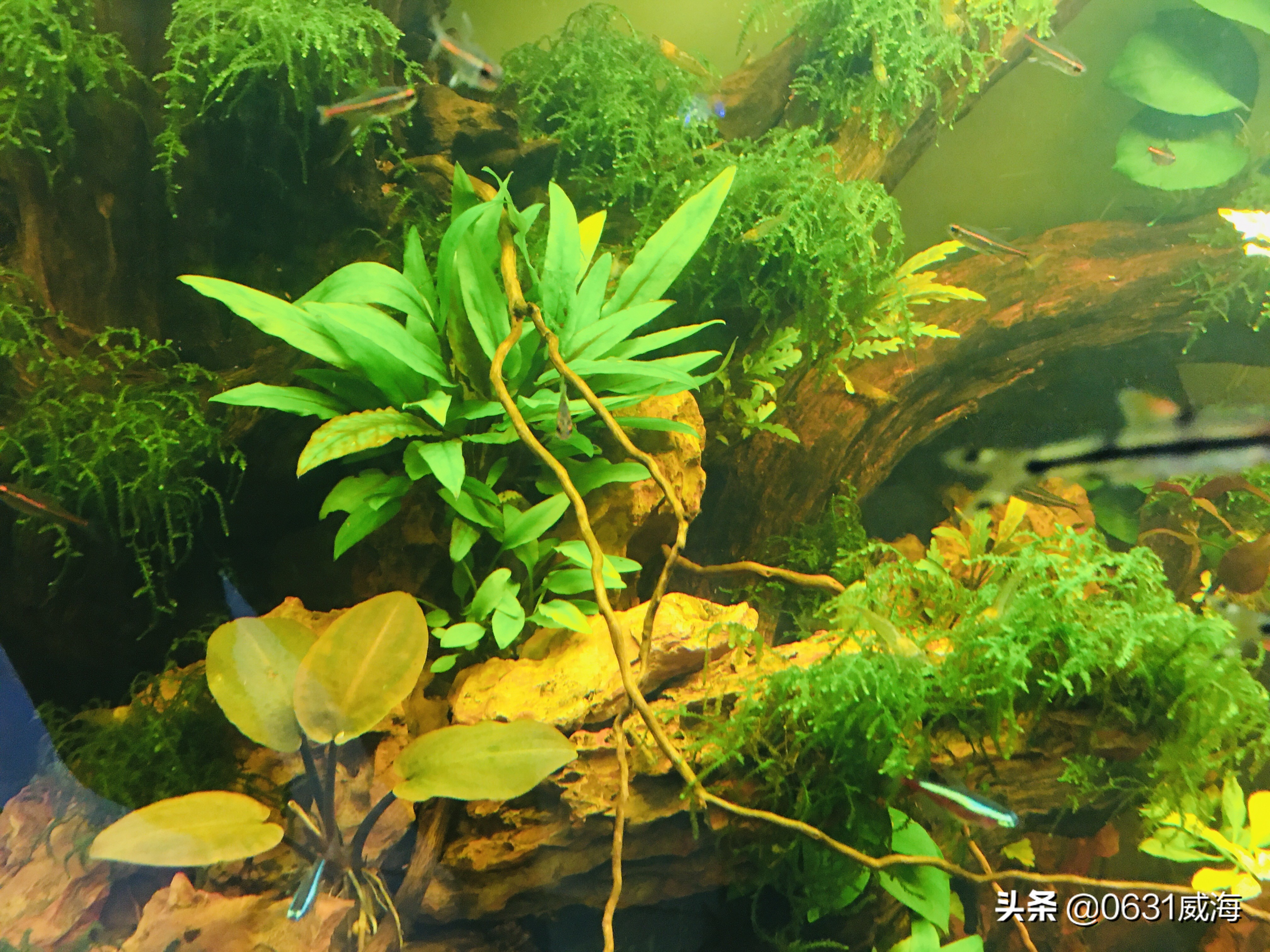 水草缸开缸水浑浊怎么办,水草缸水浑浊怎么变清