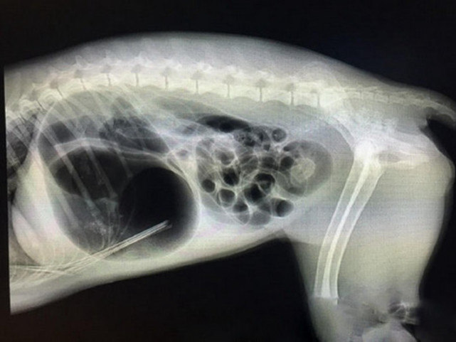 狗狗被箭射穿了最好的治疗,医生谈狗狗被箭射穿身体