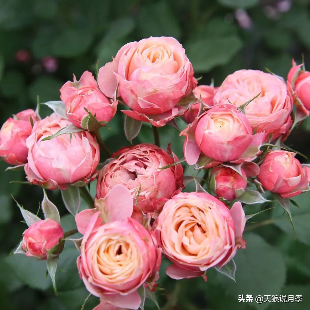 4月最浪漫的一次花开，是171个低价月季小苗带来的巅峰时刻！