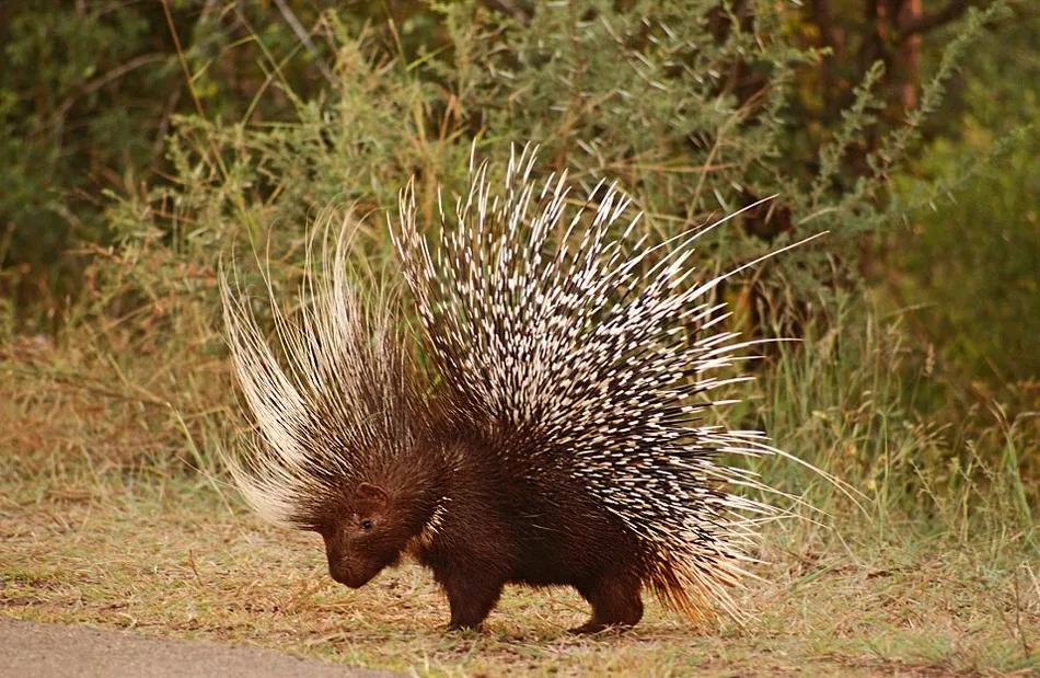 龙猫多大生小龙猫 (公龙猫还是母龙猫)