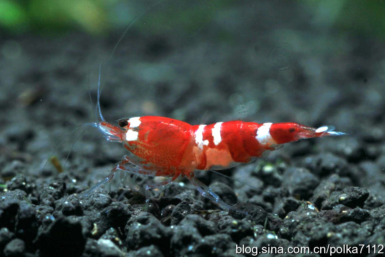 水晶虾产卵用单独饲养吗,水晶虾饲养视频教程