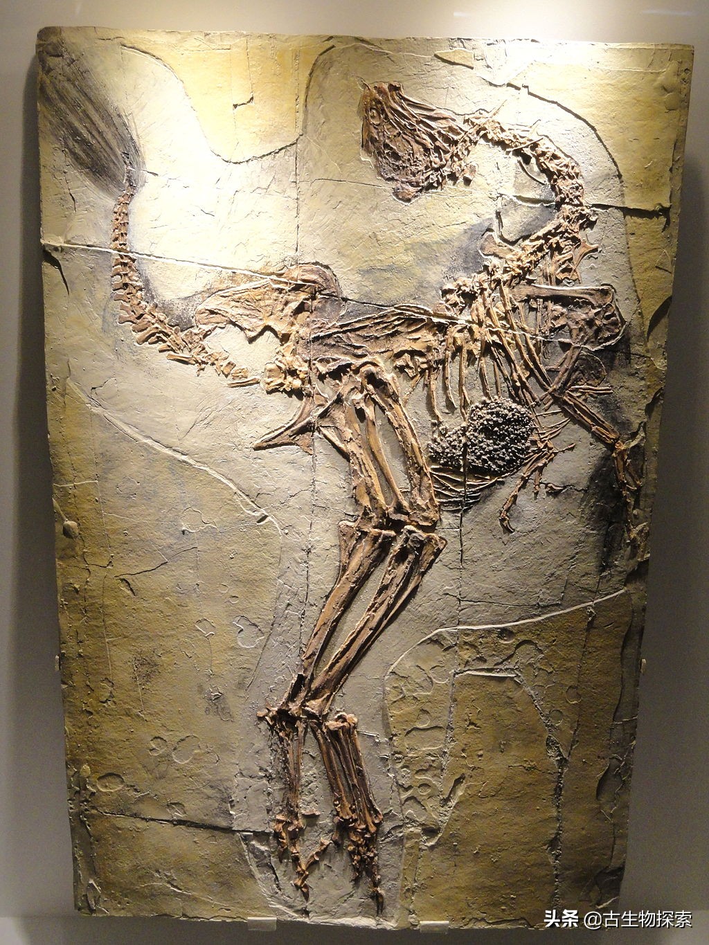 有羽毛和翅膀的恐龙叫什么恐龙,特厉害的恐龙是什么恐龙