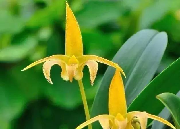 史上最全的兰花鉴赏,兰花品种之精品欣赏