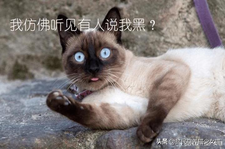 赤道养暹罗猫是不是就不会变黑了,暹罗猫冻黑了是什么原理