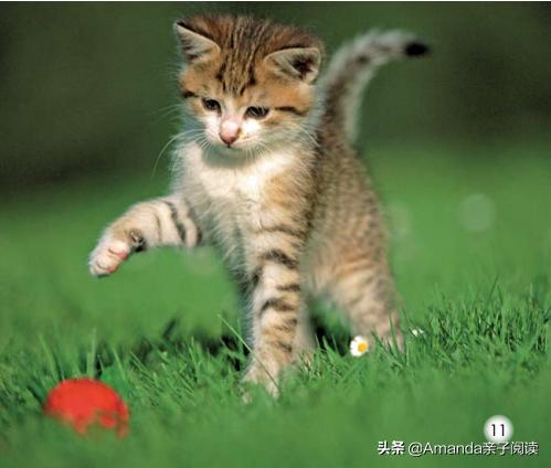 英语分级绘本导读4:Thebabyanimals英语启蒙绕不开的小动物