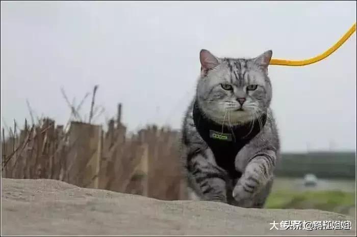 老虎和喵咪,猫咪小时候能看出来长大的样子吗