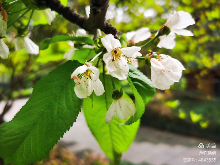 高新枫林华府住房,高新枫林华府小区评测